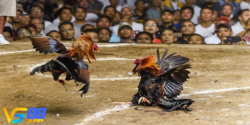 Kinh nghiệm cá cược Đá Gà VN88 cho anh em tham khảo