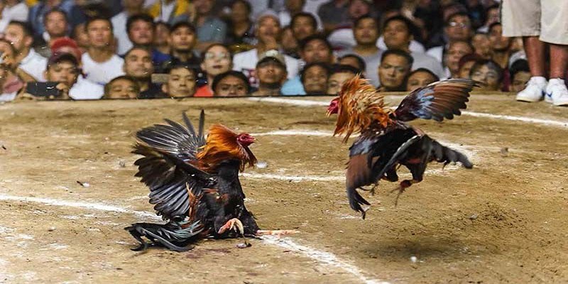 Những dòng gà đá có tính phổ biến cao hiện nay