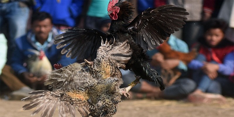 Khái niệm đá gà cơ bản